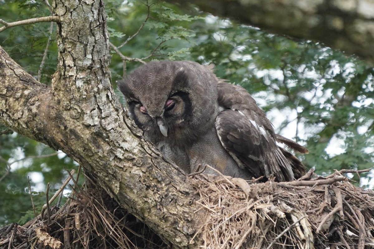 Verreaux's Eagle-Owl - Greg Hertler