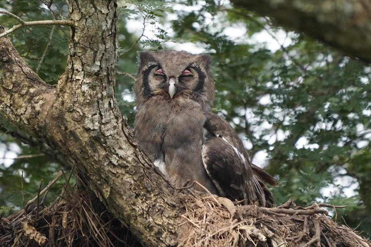Verreaux's Eagle-Owl - ML616982171