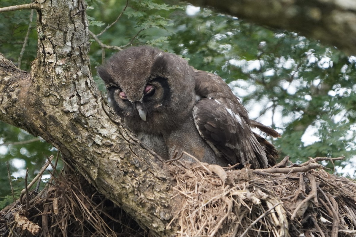 Verreaux's Eagle-Owl - ML616982173