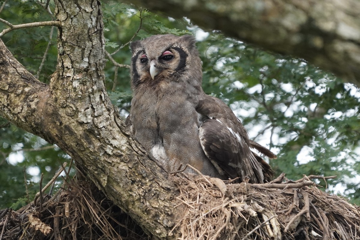 Verreaux's Eagle-Owl - ML616982174