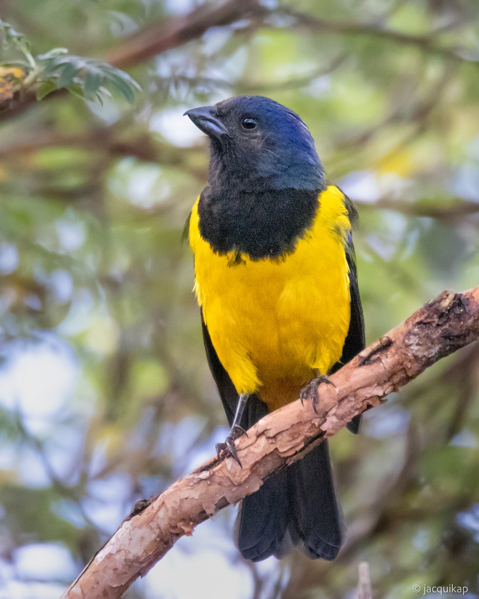 Black-chested Mountain Tanager - ML616982188