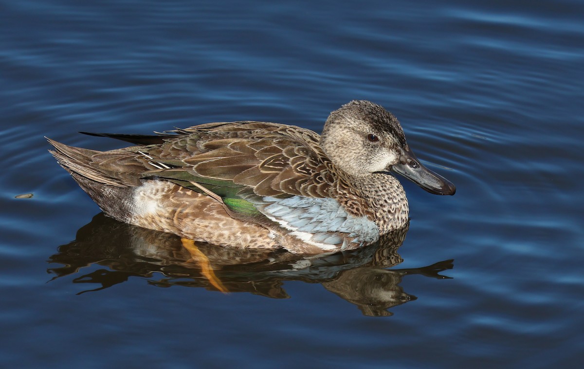 Blue-winged Teal - ML616982288