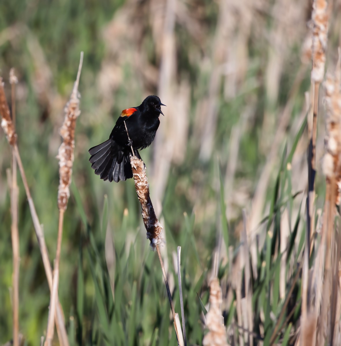 Red-winged Blackbird - Theodore Brown