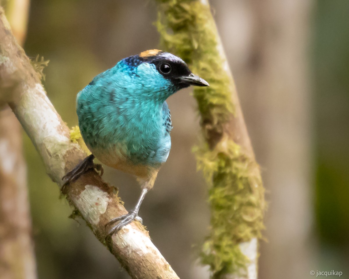 Golden-naped Tanager (Golden-naped) - ML616982373