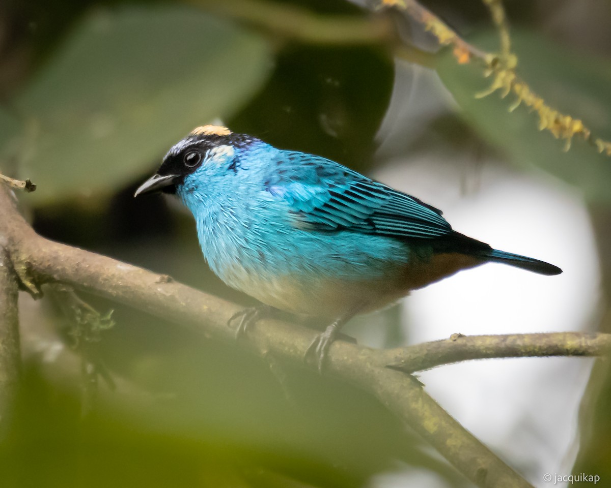 Golden-naped Tanager (Golden-naped) - ML616982374
