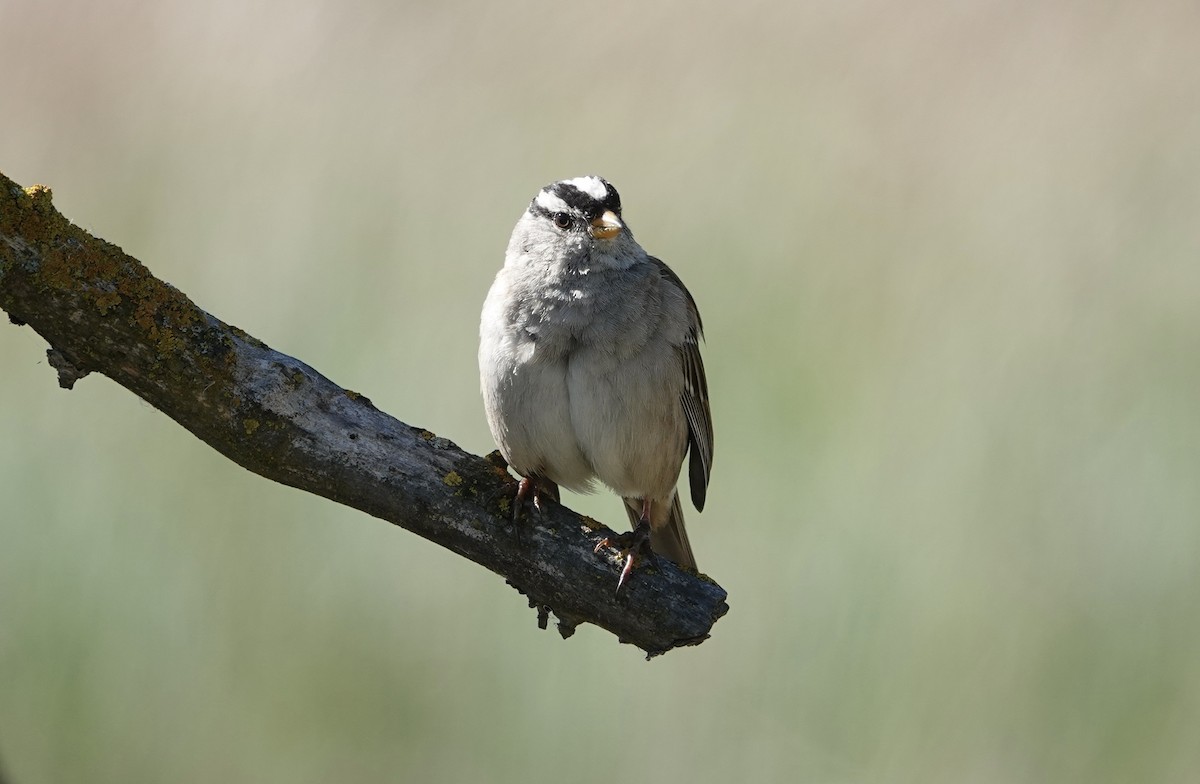 White-crowned Sparrow - TK Birder