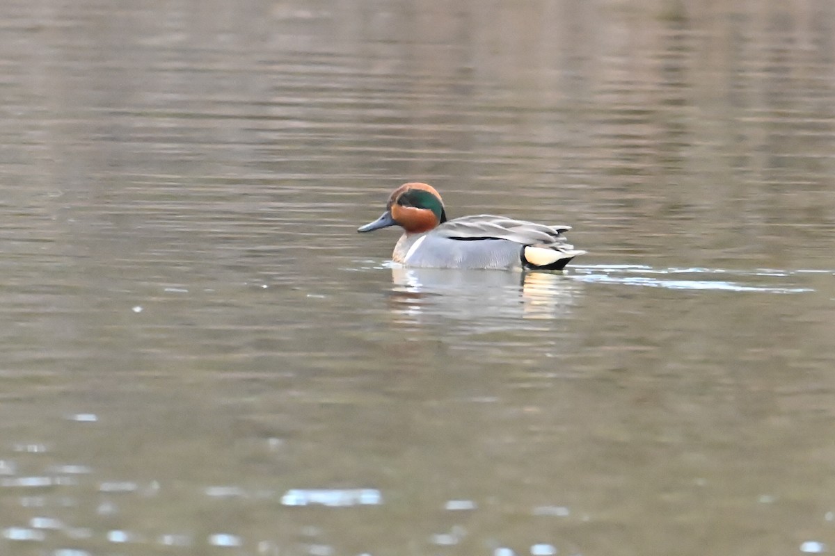 Green-winged Teal - ML616982418