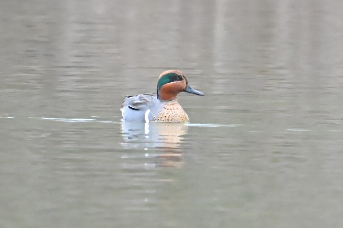 Green-winged Teal - ML616982419