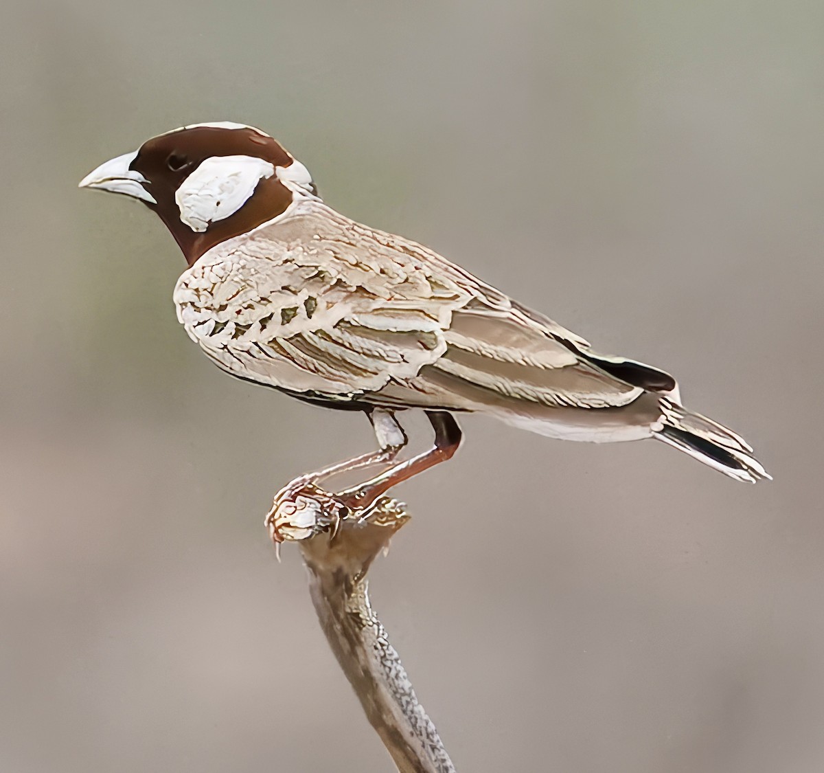 Chestnut-headed Sparrow-Lark - ML616982442