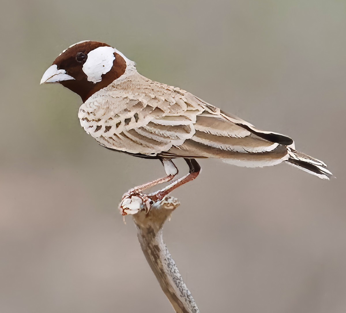 Chestnut-headed Sparrow-Lark - ML616982443