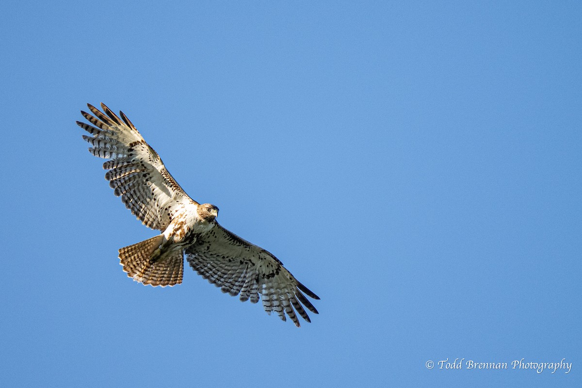 Red-tailed Hawk - ML616982463