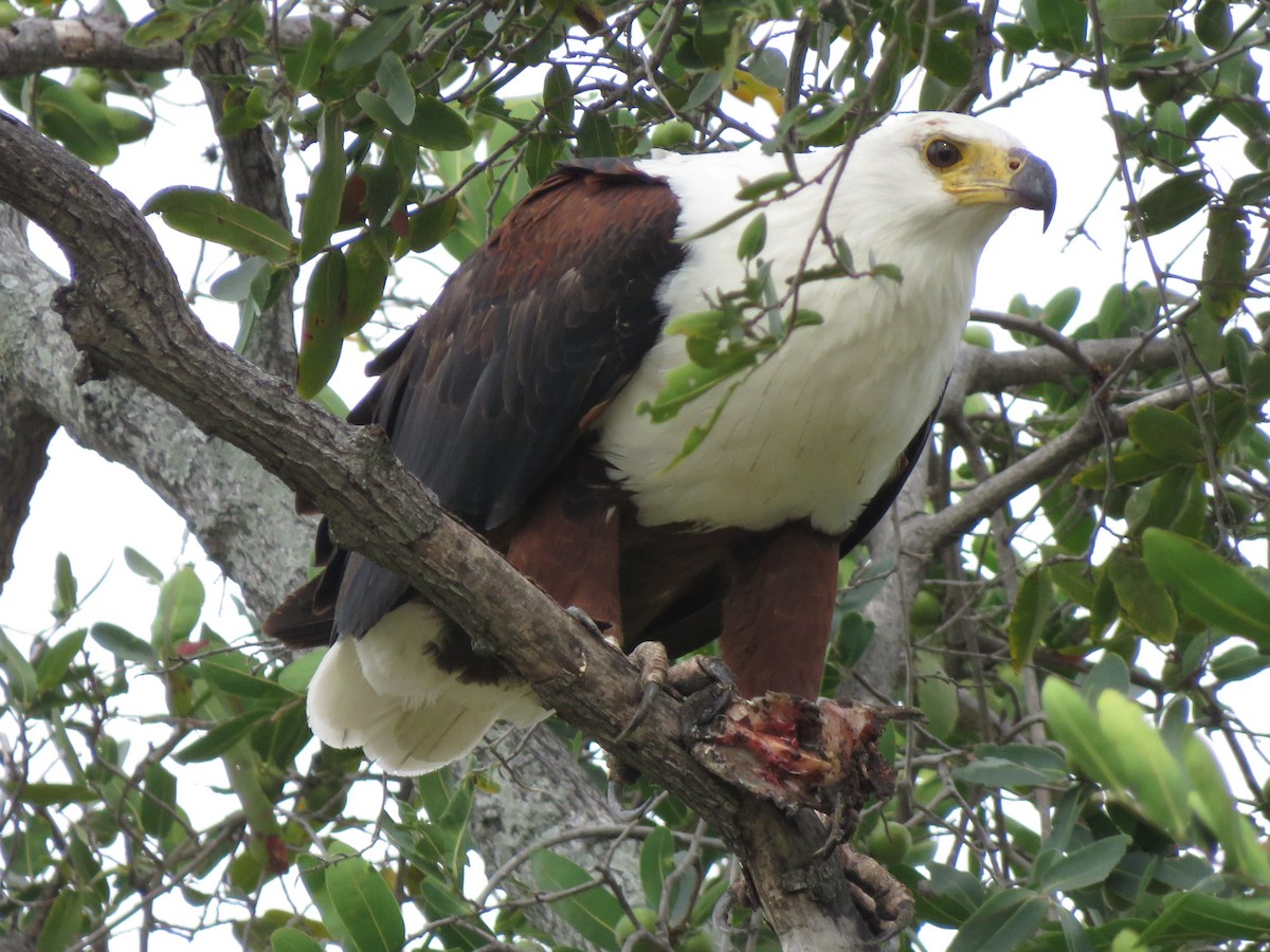 African Fish-Eagle - ML616982488
