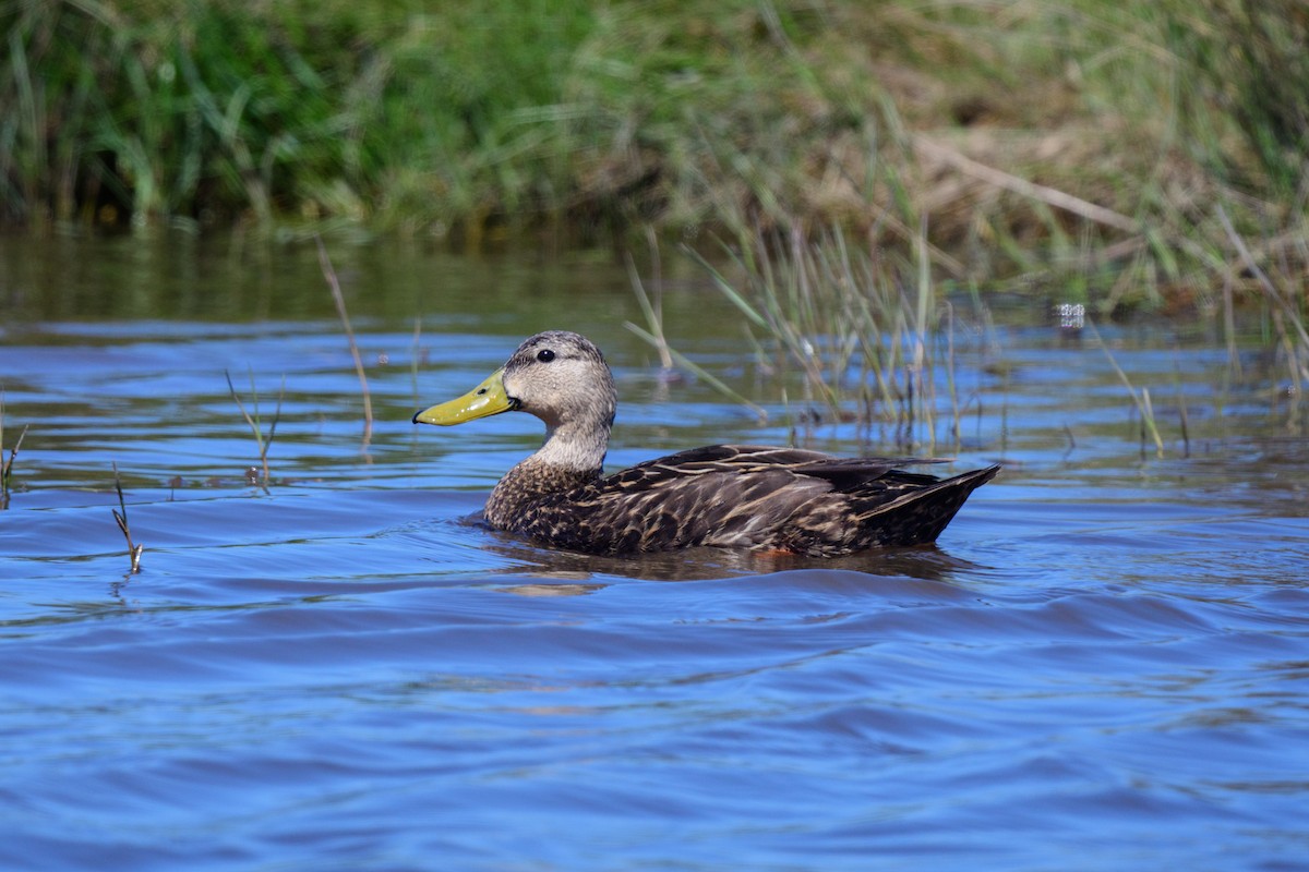Mottled Duck (Gulf Coast) - ML616982496
