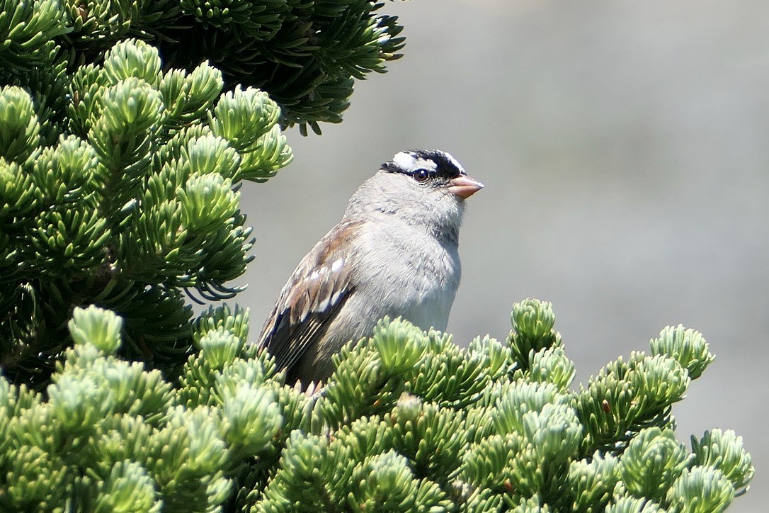 White-crowned Sparrow - ML616982529