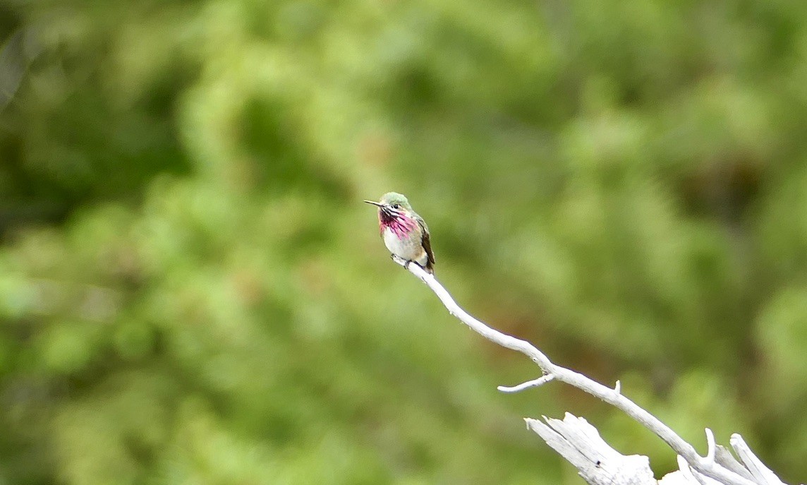 Calliope Hummingbird - Benjamin Weihe