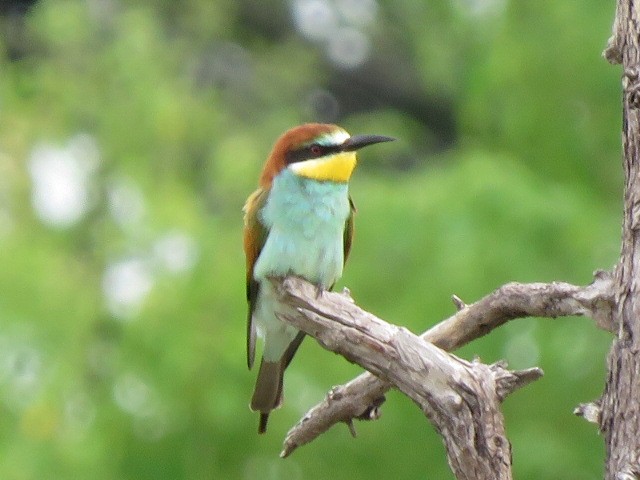 European Bee-eater - Carolyn Schwab
