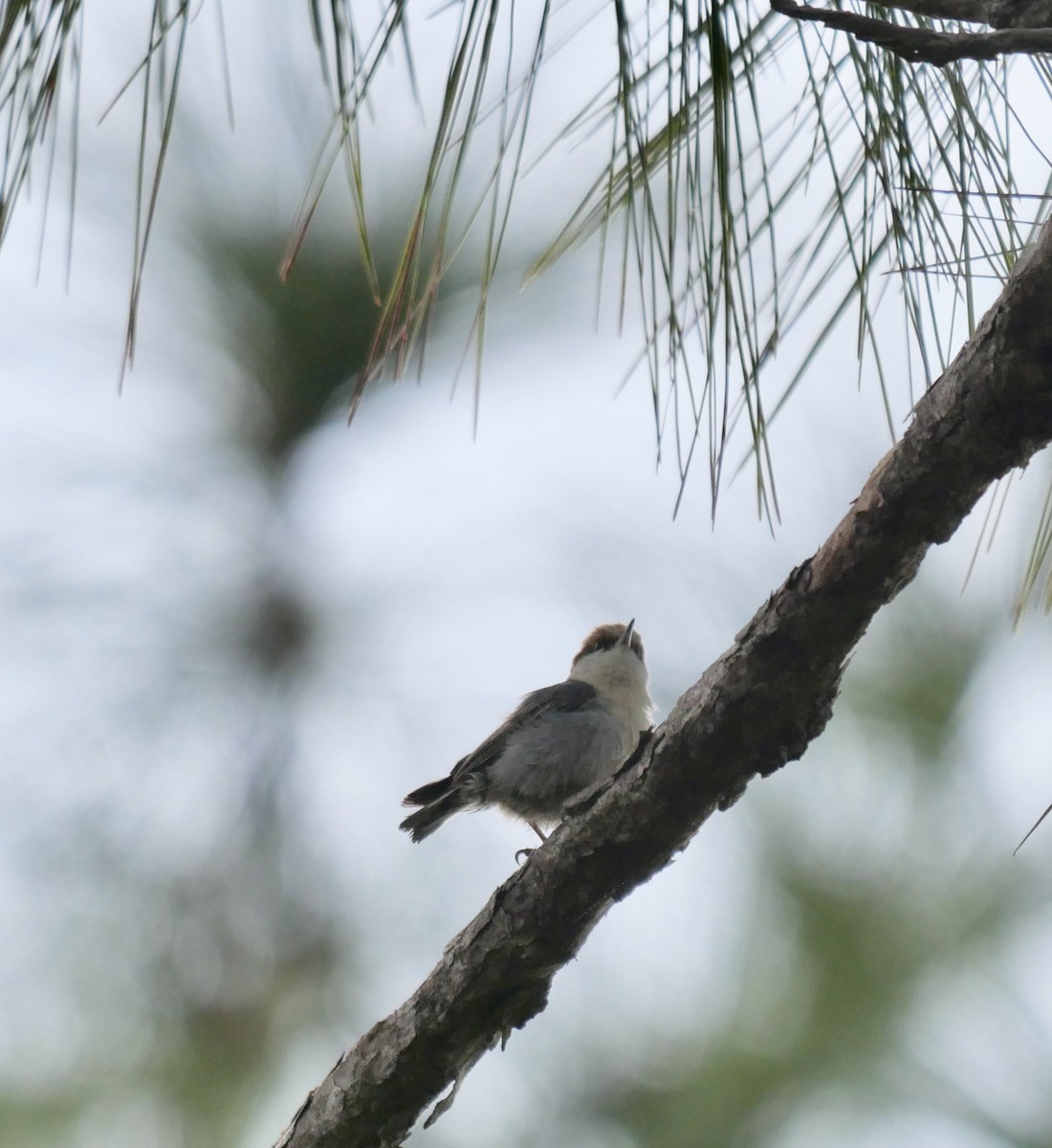 Brown-headed Nuthatch - ML616982590