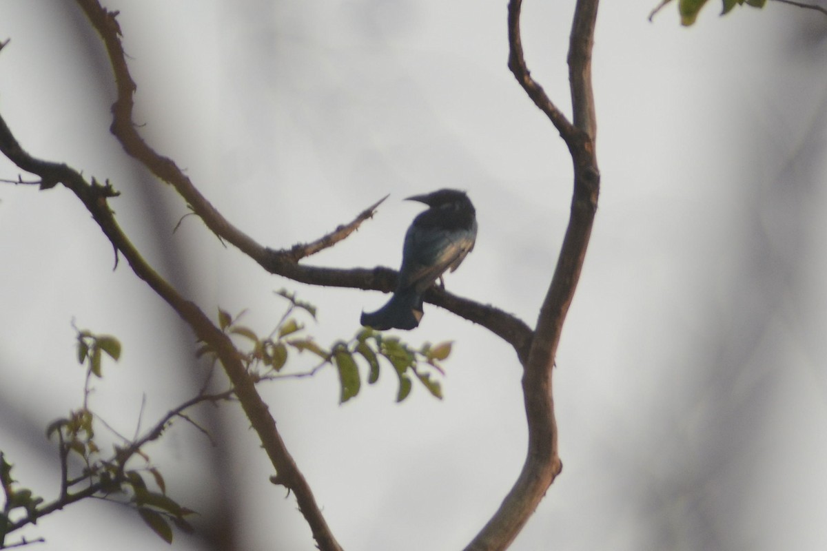 Hair-crested Drongo - ML616982591