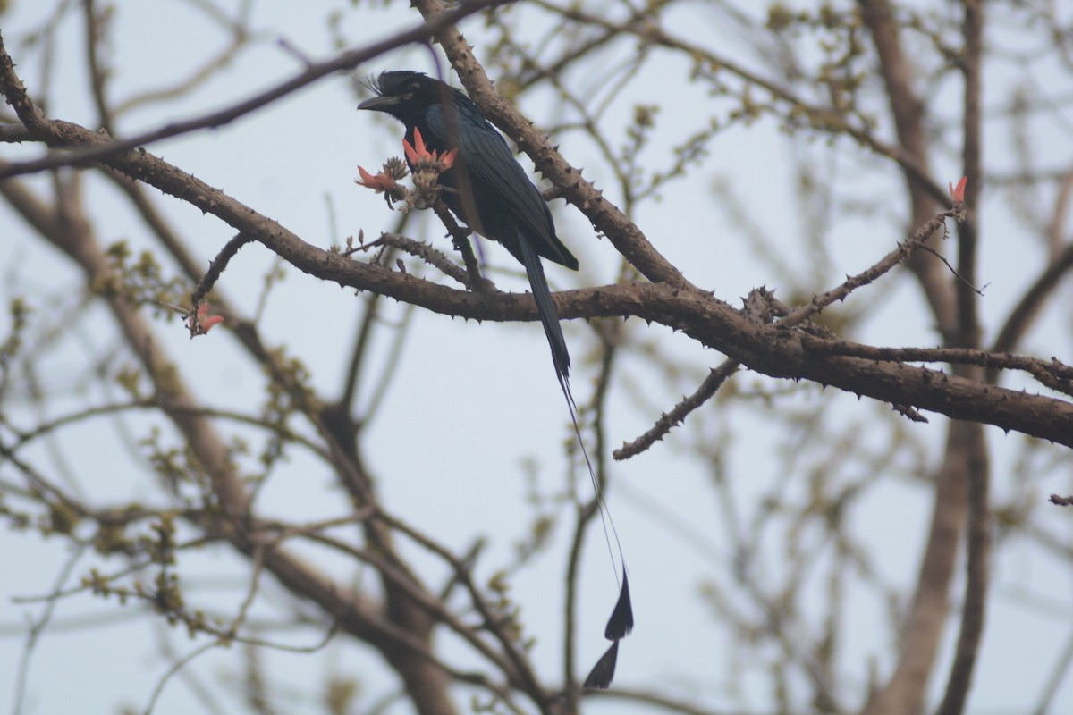 Greater Racket-tailed Drongo - ML616982654