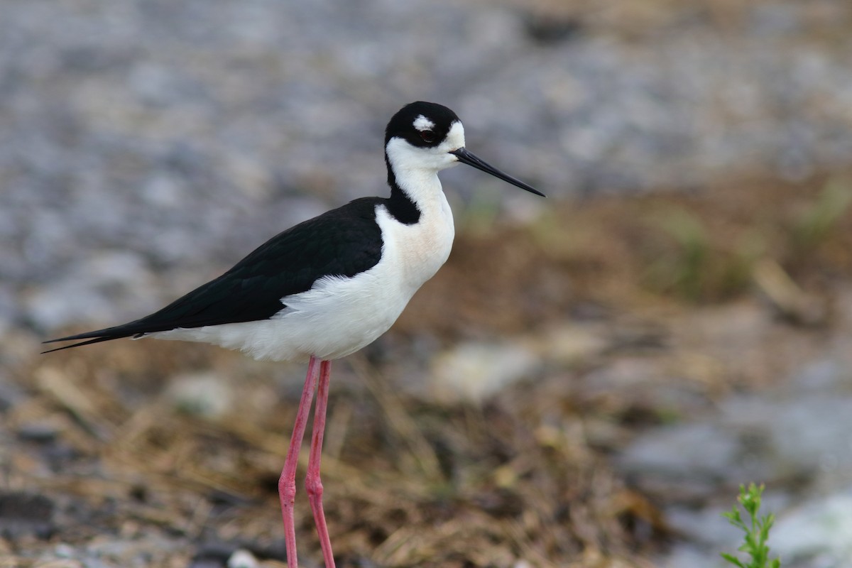 eBird Checklist 2 Apr 2024 Price Lake Road, Grand Chenier, Louisiana, US (29.732, 92.831