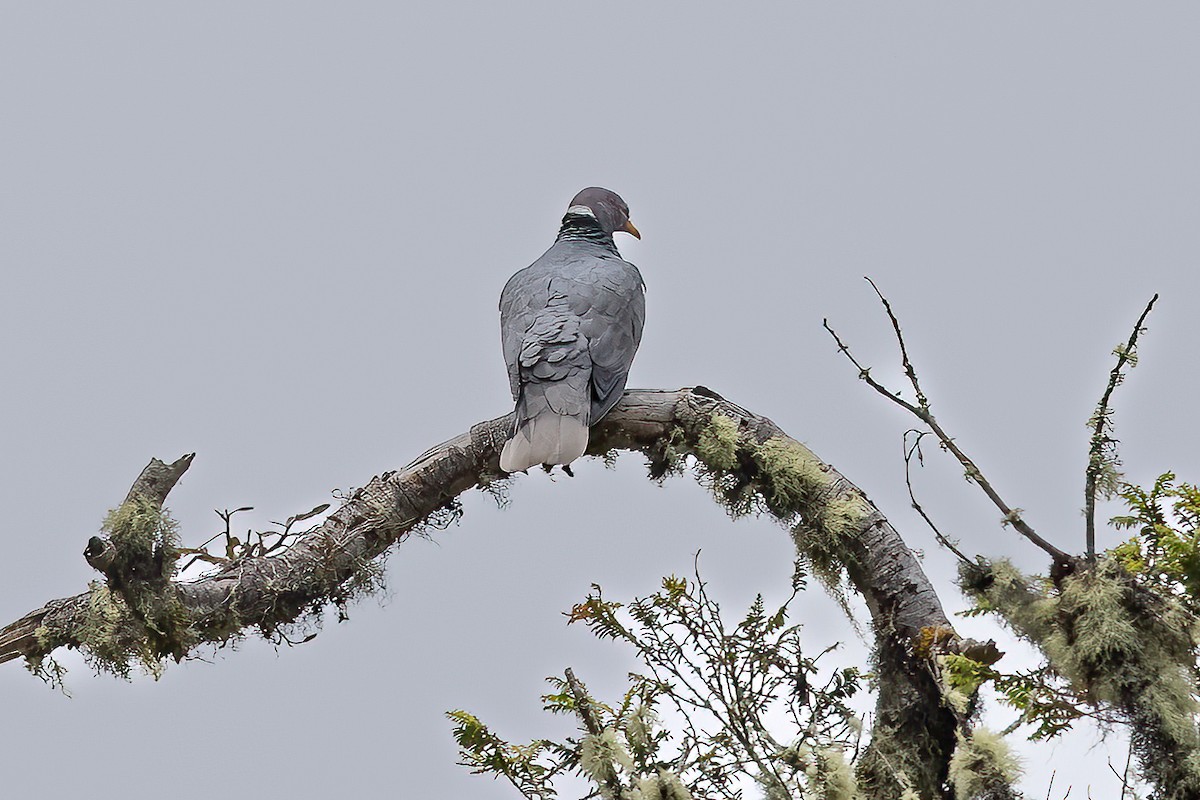 Band-tailed Pigeon - ML616982796