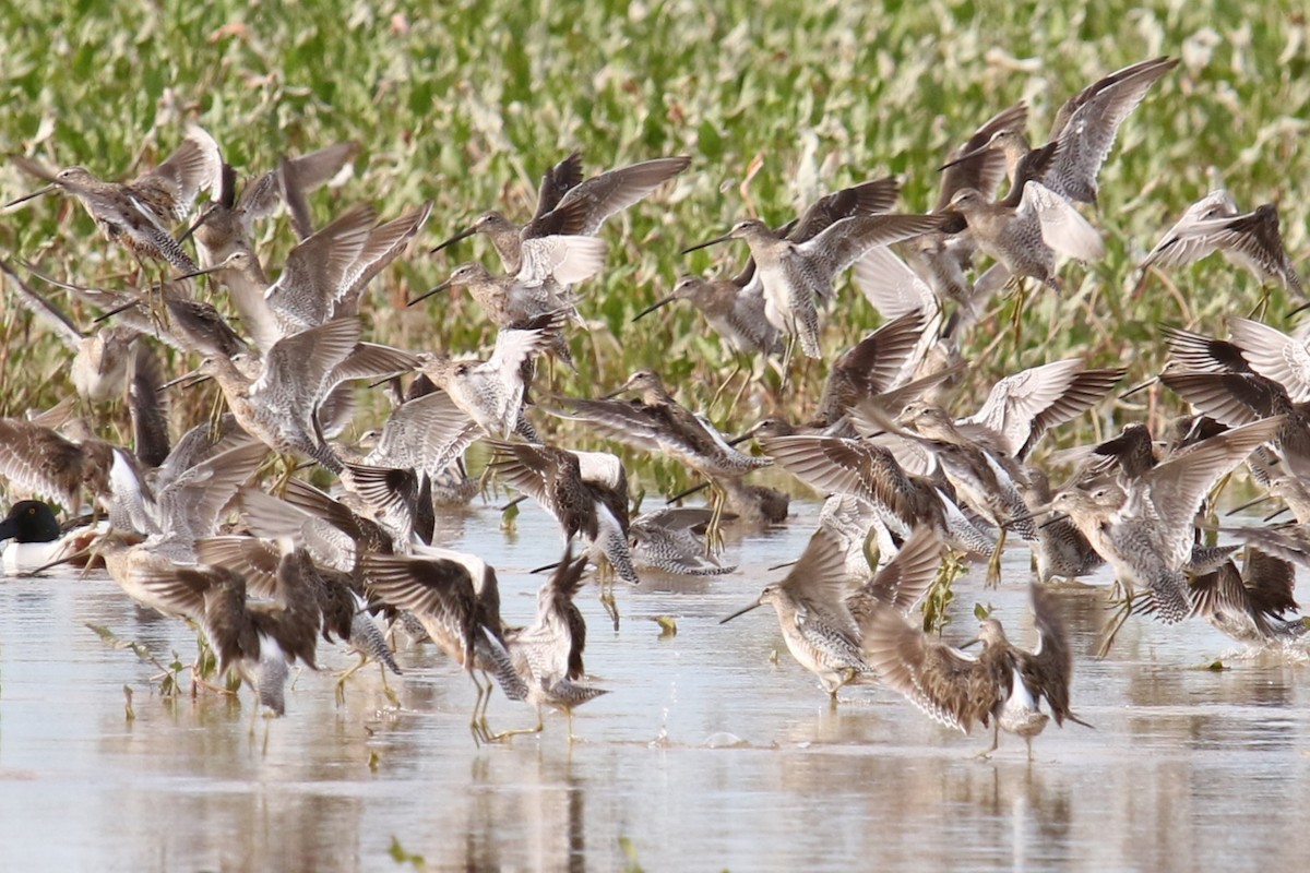 Long-billed Dowitcher - ML616982855