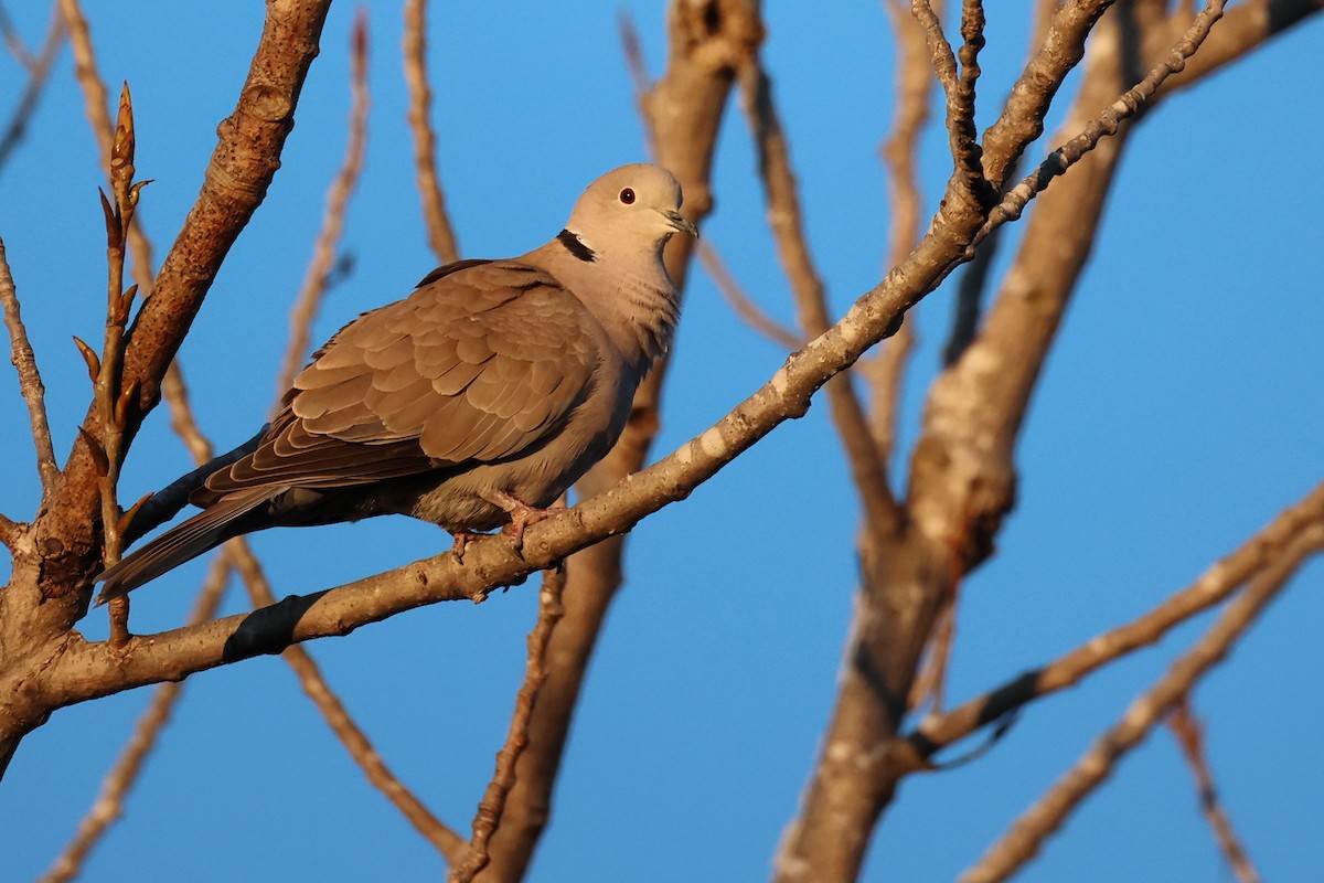 Eurasian Collared-Dove - ML616983005