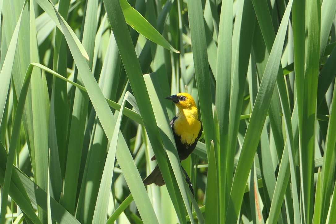Yellow-headed Blackbird - Benjamin Weihe