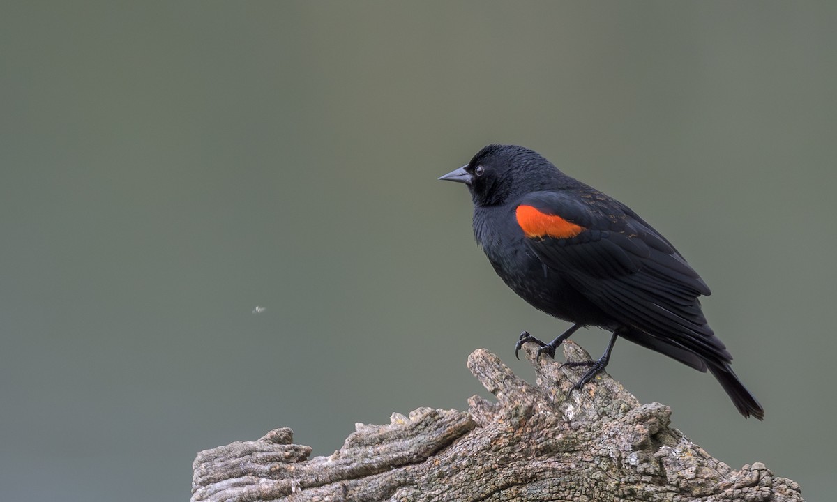 Red-winged Blackbird (California Bicolored) - ML616983035