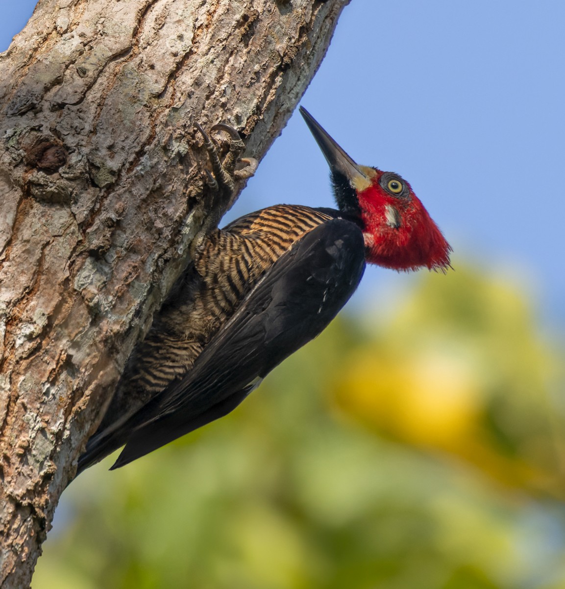 Crimson-crested Woodpecker - ML616983077