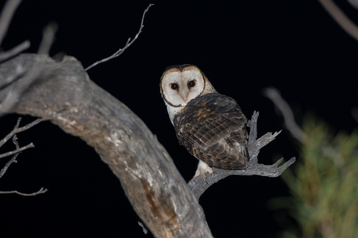 Australian Masked-Owl - ML616983126