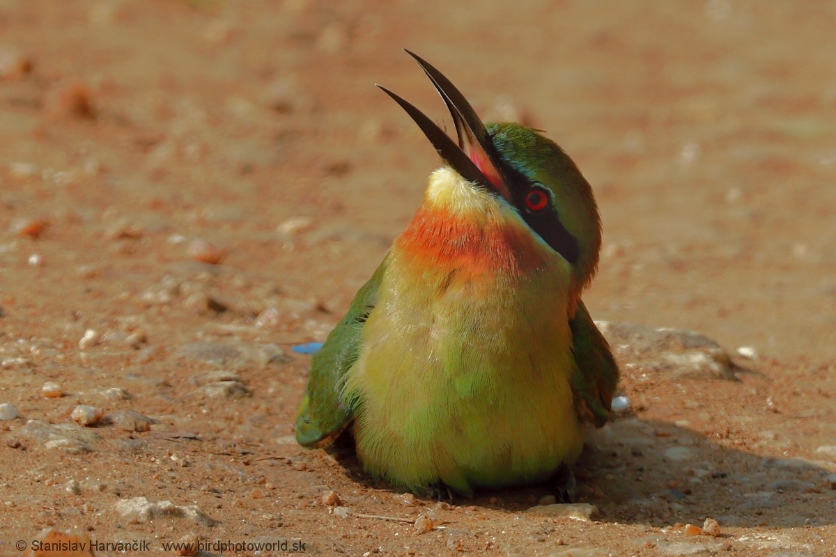 Blue-tailed Bee-eater - ML616983191