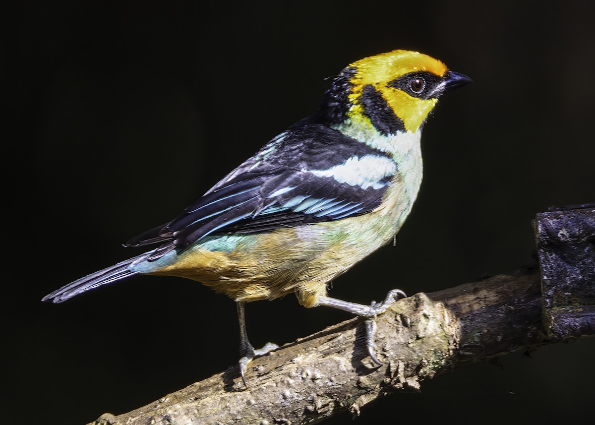 Flame-faced Tanager - ML616983225