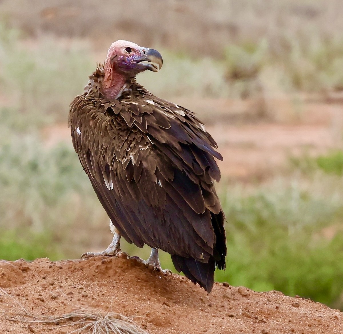 Lappet-faced Vulture - ML616983289