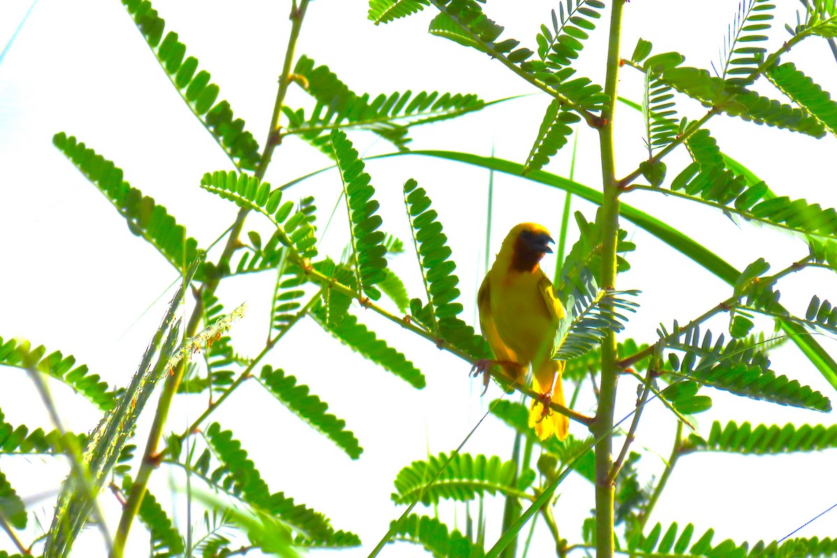 Southern Brown-throated Weaver - ML616983313