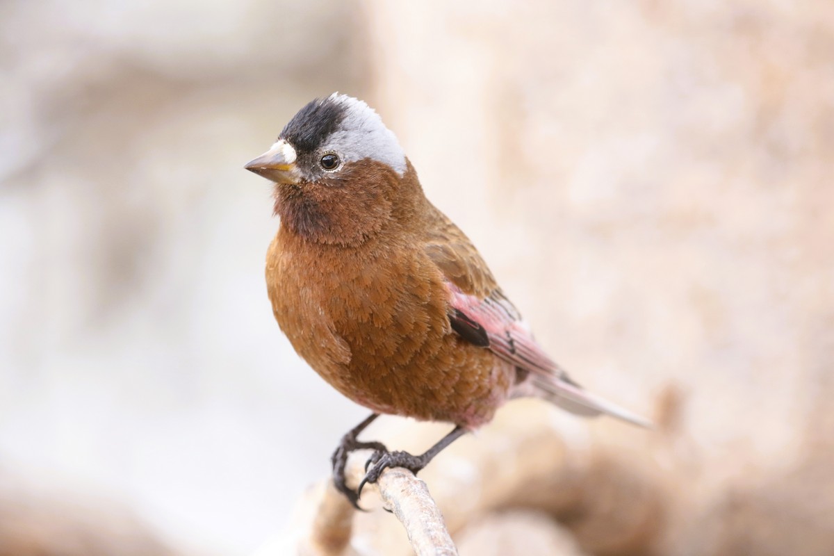 Gray-crowned Rosy-Finch (Gray-crowned) - ML616983324