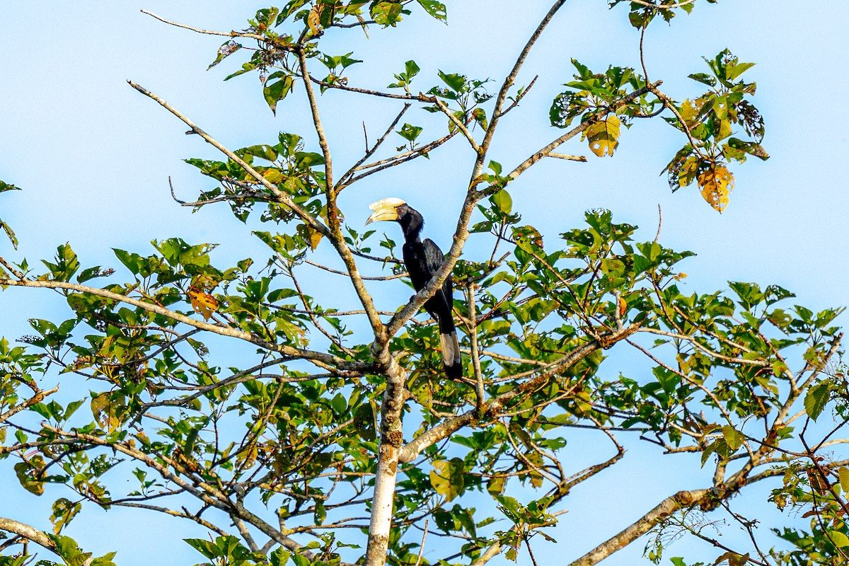 Black Hornbill - Anirban K Ghosh