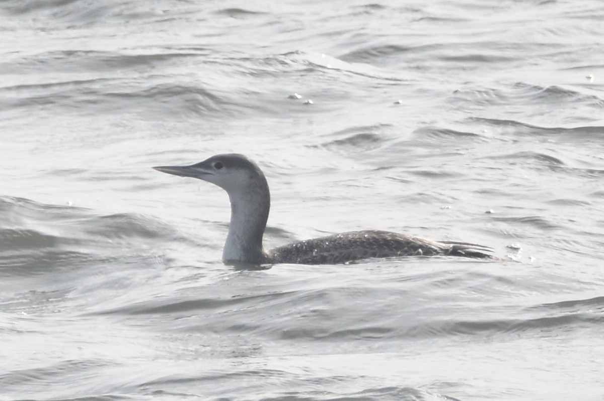 Red-throated Loon - James Brooke