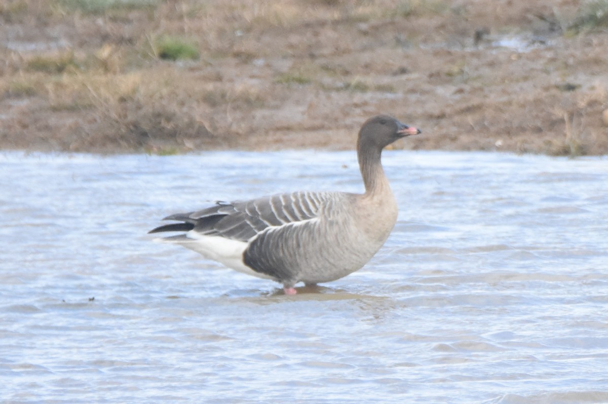 Pink-footed Goose - ML616983715