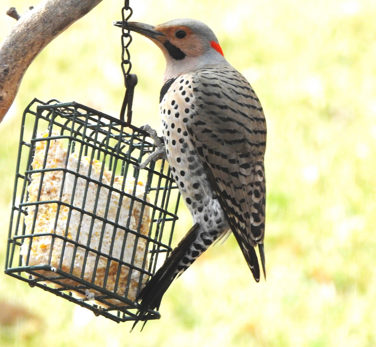 Northern Flicker (Yellow-shafted) - ML616983880