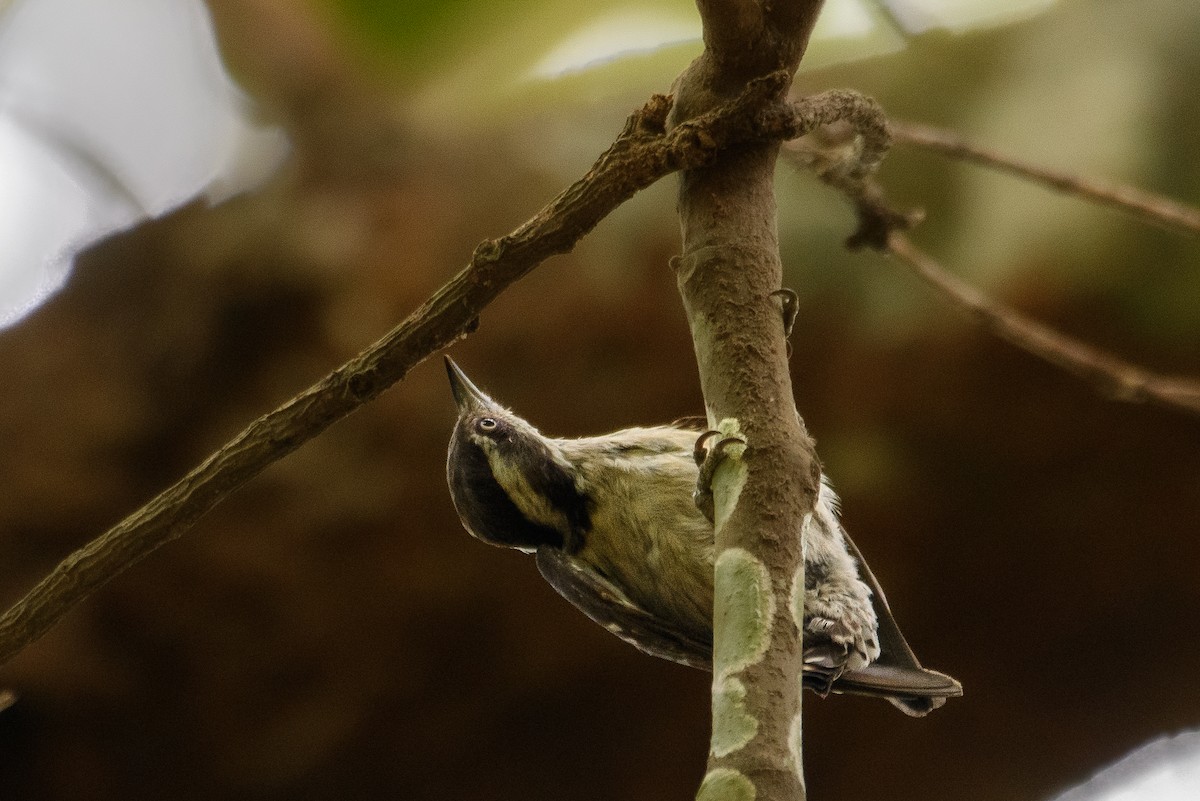 Brown-capped Pygmy Woodpecker - ML616983905
