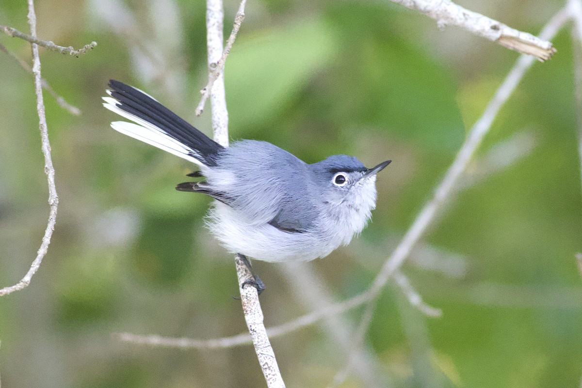 Blue-gray Gnatcatcher (Cozumel) - ML616983940