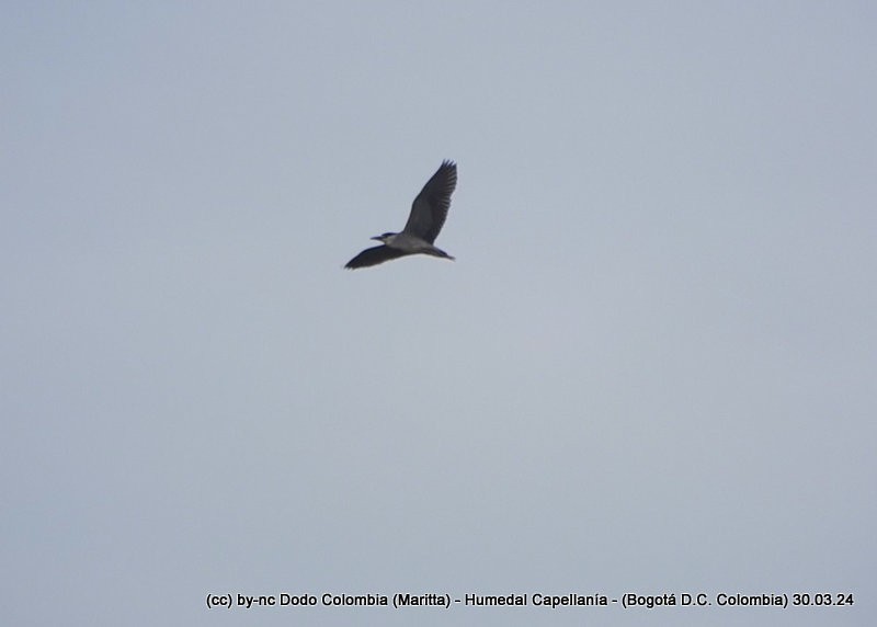 Black-crowned Night Heron - ML616983941