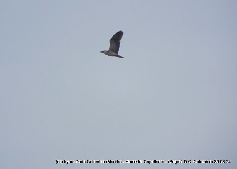 Black-crowned Night Heron - ML616983942