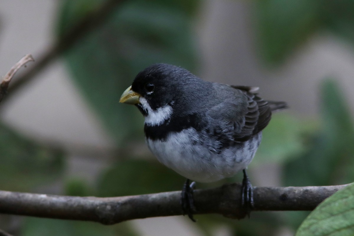 Double-collared Seedeater - ML616983963