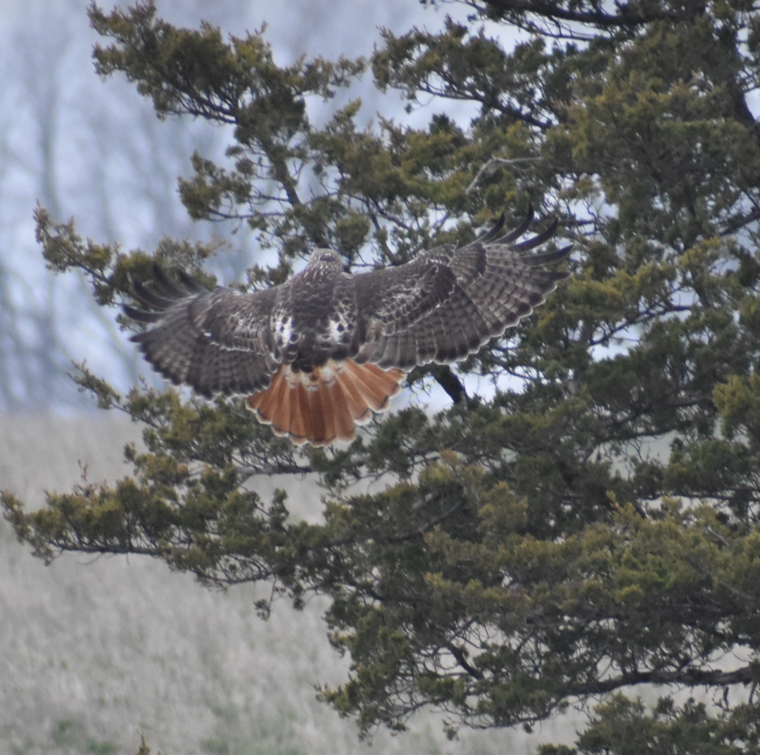 Red-tailed Hawk - ML616983967