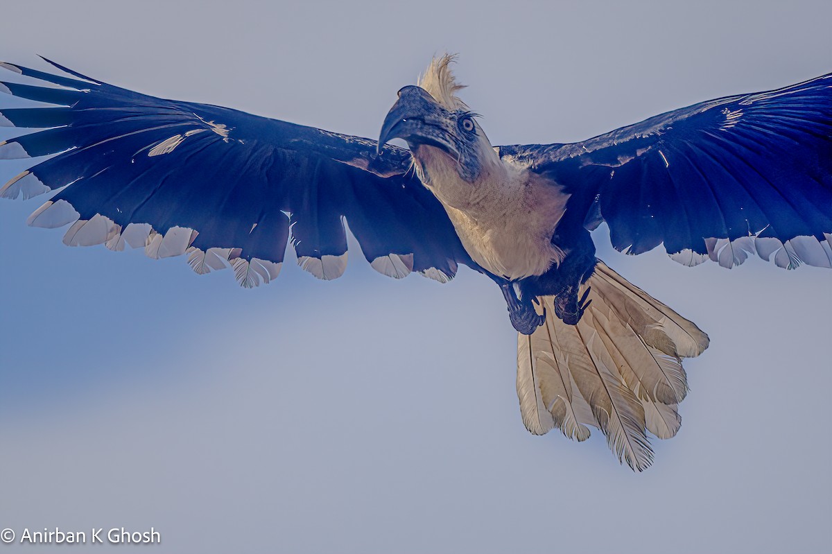 White-crowned Hornbill - Anirban K Ghosh