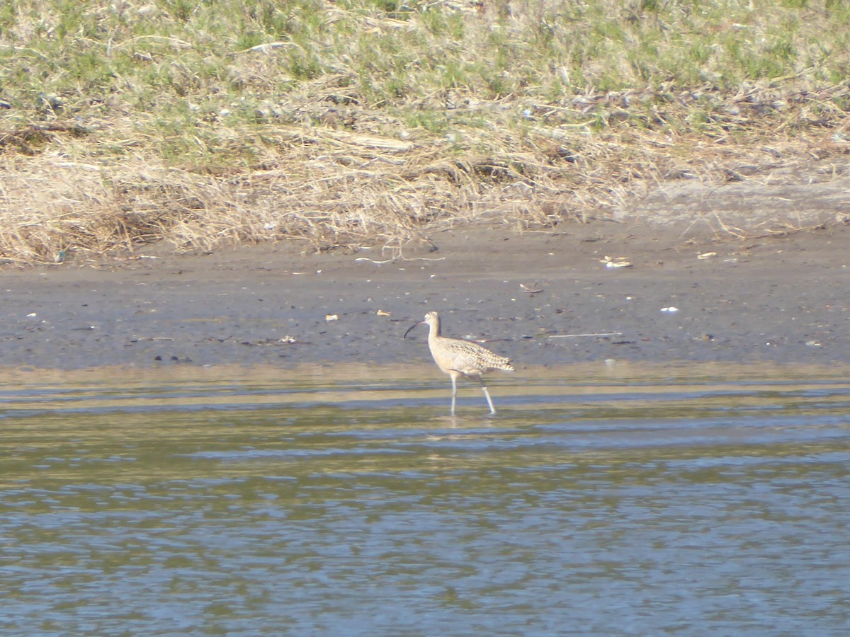 Long-billed Curlew - ML616984002