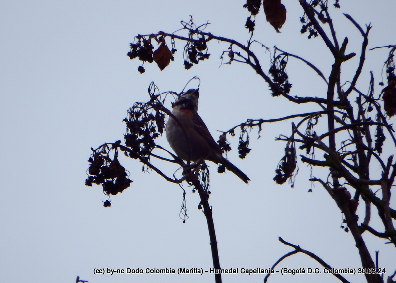 Rufous-collared Sparrow - ML616984006