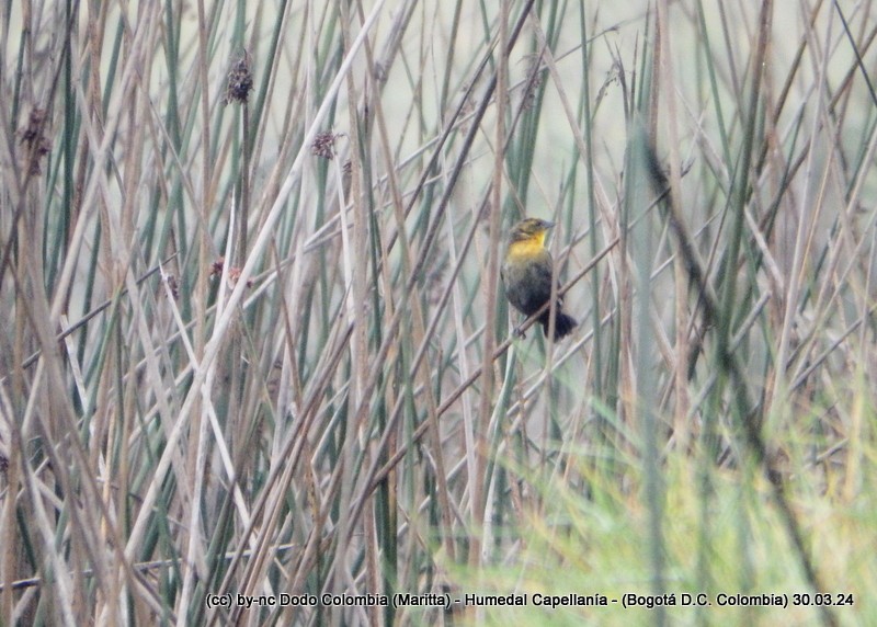Yellow-hooded Blackbird - ML616984017